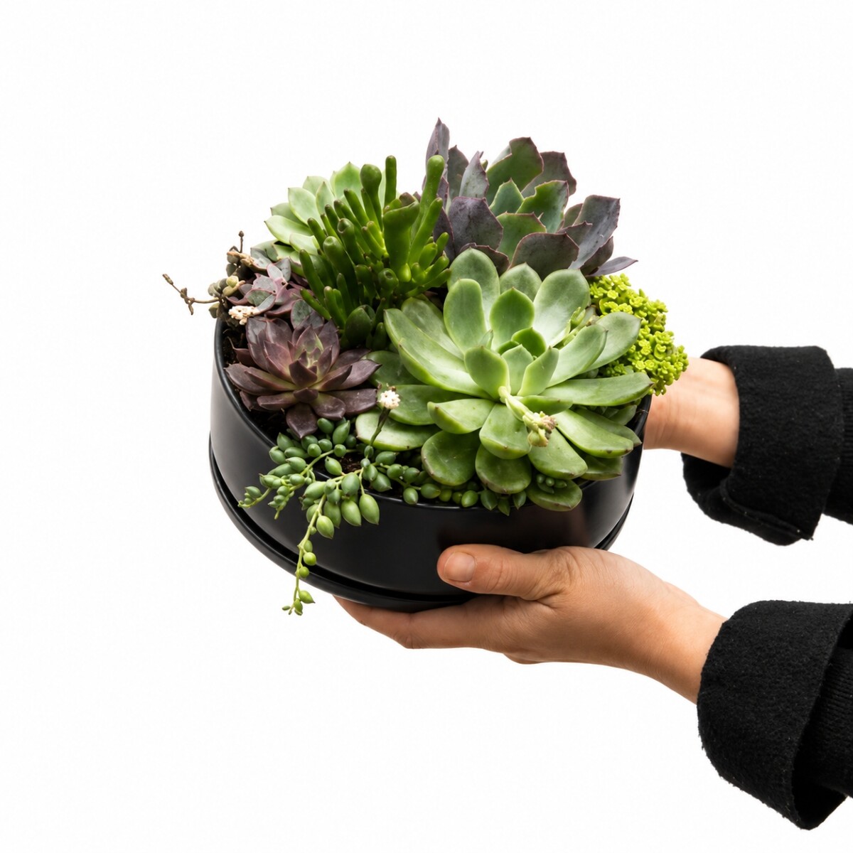 PAILA CERAMICA CON SUCULENTAS (TERRARIO) - NEGRO 