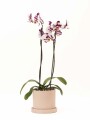 ORQUÍDEA CON MACETA ROSA