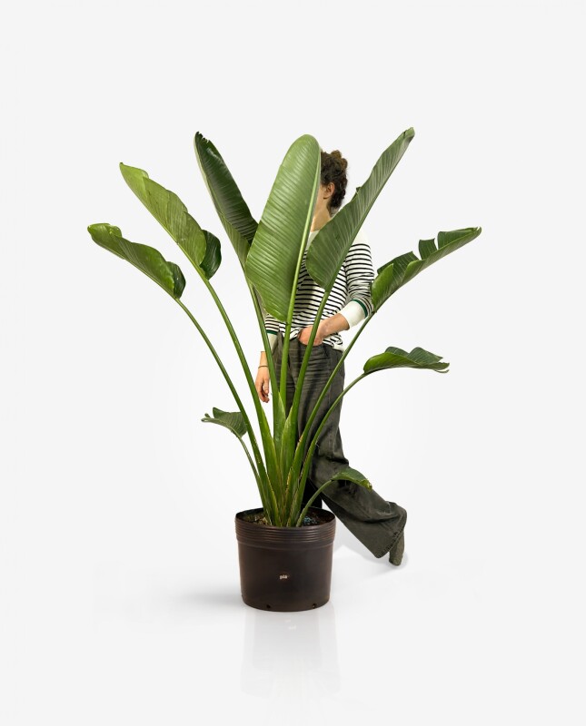 Strelitzia Nicolai XL - H: 1.8m