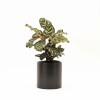 CALATHEA CON MACETA CERAMICA NEGRA