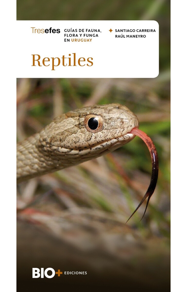 Reptiles 