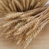 Ramo de trigo - 30 cm - Natural Ramo de trigo - 30 cm - Natural