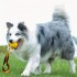 Juguete Pelota Con Cinta Morder Arañar Para Perros Gatos Variante Color Amarillo