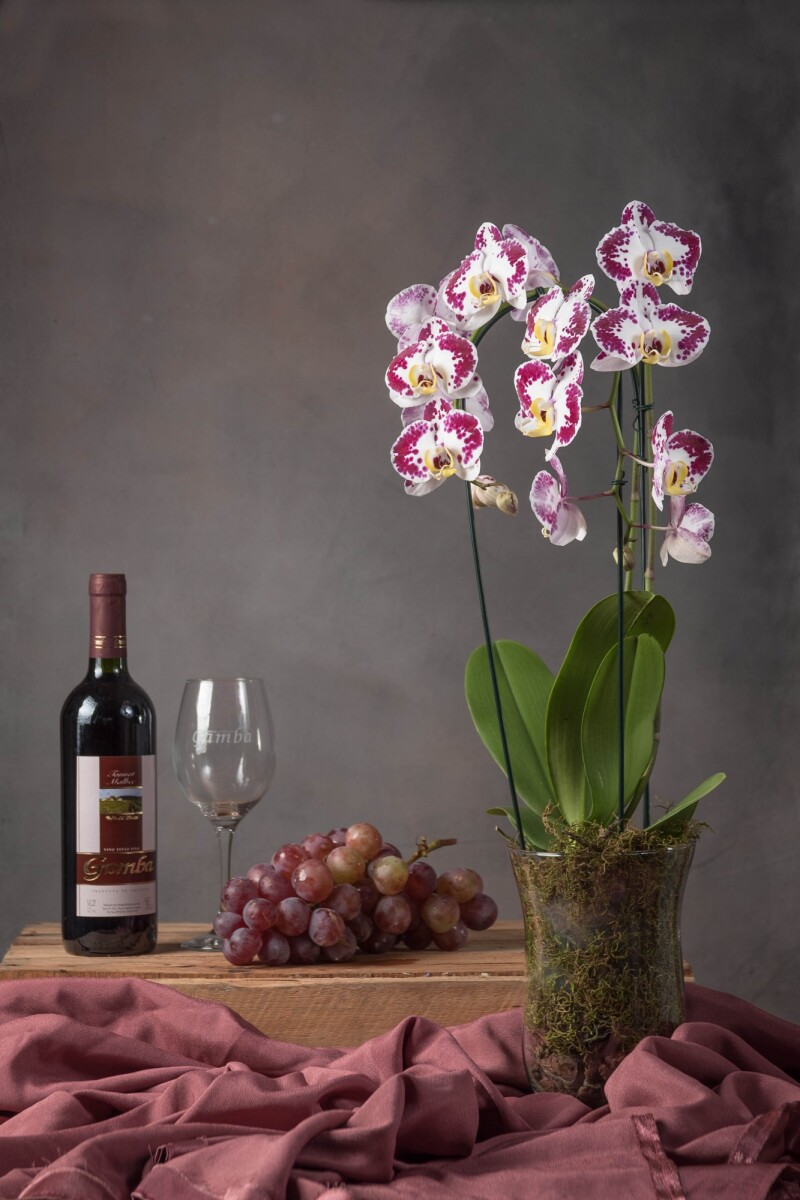 Orquídea Phaleanopsis en base de vidrio + Botella de vino 