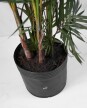 Palmera Areca M 1.4m