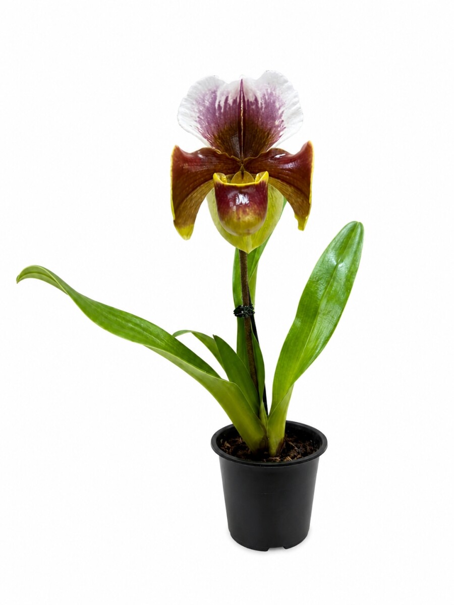 ORQUÍDEA PAPHIOPEDILUM CON MARRONES