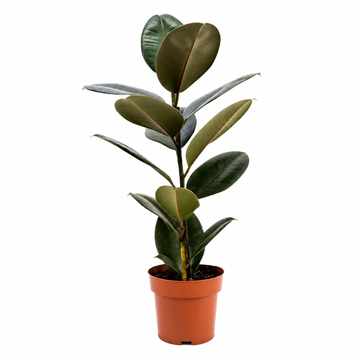 FICUS ELASTICA (GOMERO) NEGRO (BURGUNDY) M 1 RAMA 