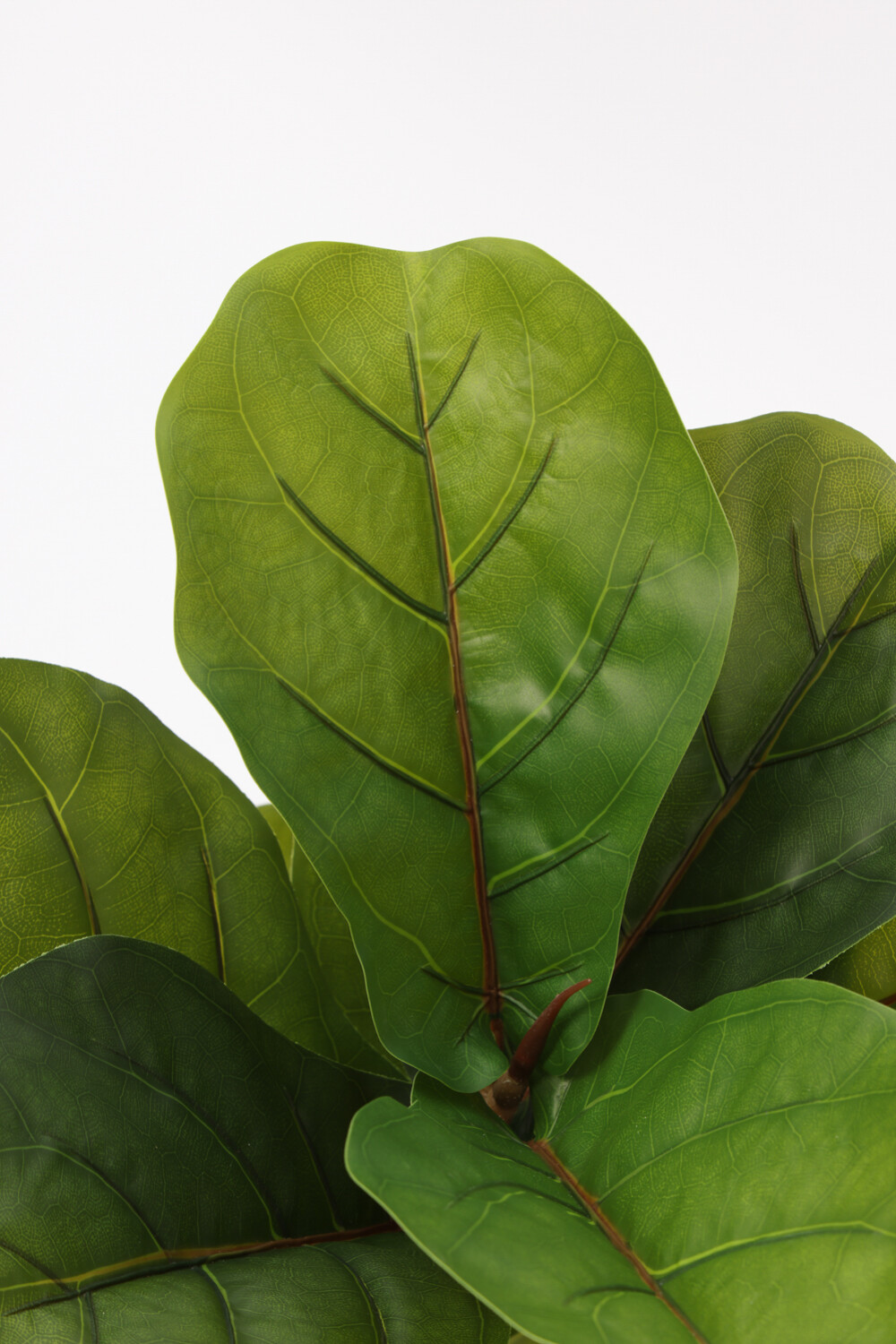 Planta Higuera 70cm Color Unico
