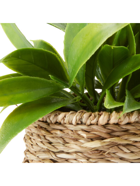 Planta artificial BERTRAM Ø8xA18cm surtidas Planta artificial BERTRAM Ø8xA18cm surtidas