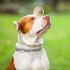 PELOTA MACIZA RESISTENTE DE GOMA SMALL FERPLAST PELOTA MACIZA RESISTENTE DE GOMA SMALL FERPLAST