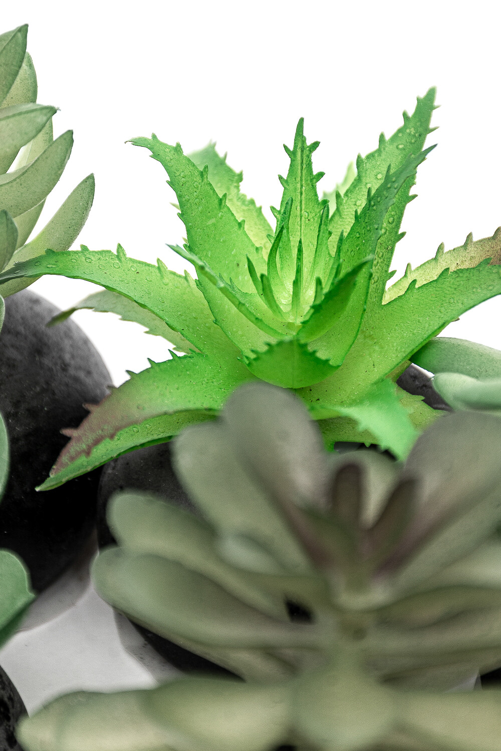 Planta Moa Mini, Mix Color Unico