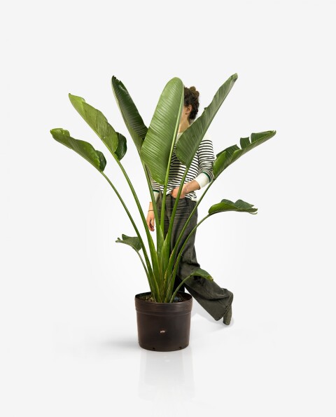 Strelitzia Nicolai XL - H: 1.8m