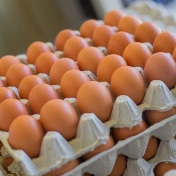 Maple de Huevos Jumbo x 15 unid