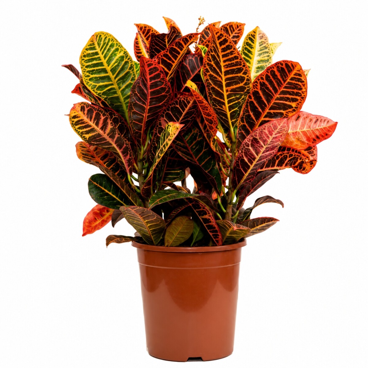 CROTON L 
