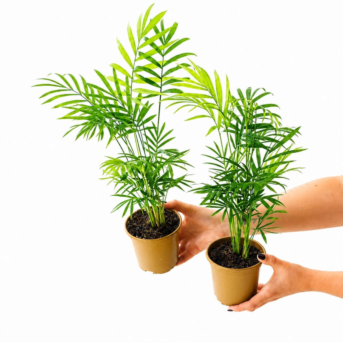 PALMERA CHAMADOREA MINI 