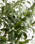 Árbol artificial Olivo con macetero blanco 250 cm. Árbol artificial Olivo con macetero blanco 250 cm.