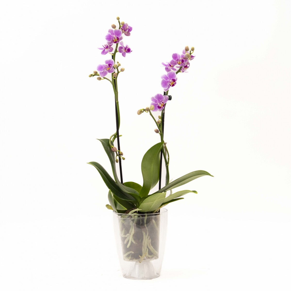 ORQUÍDEA MINI CON PORTA MACETA - PORTA MACETA TRANSPARENTE 