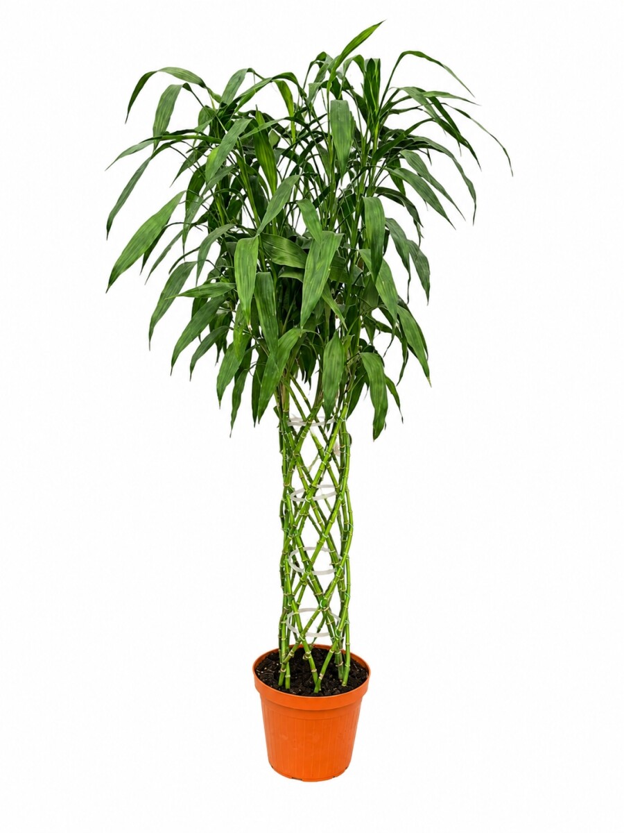 LUCKY BAMBOO gigante 1,90 mts LUCKY BAMBOO gigante 1,90 mts