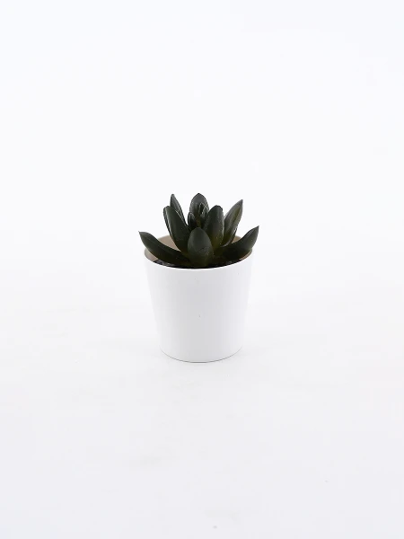 SUCULENTA SUCCA VERDE