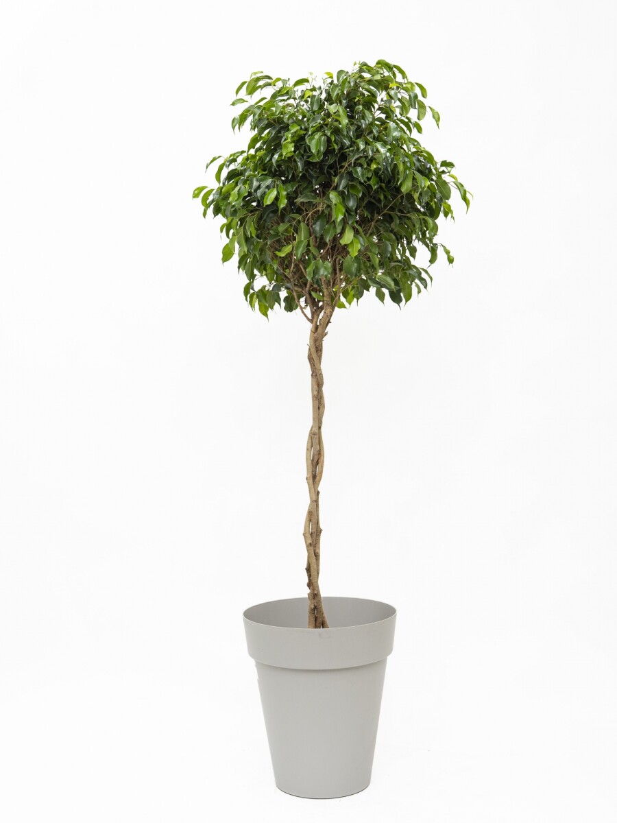 FICUS BENJAMINA TOPEADO CON MACETA FICUS BENJAMINA TOPEADO CON MACETA
