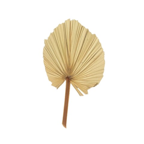 HOJA DE PALMA DECORATIVA 60CM NATURAL HOJA DE PALMA DECORATIVA 60CM NATURAL