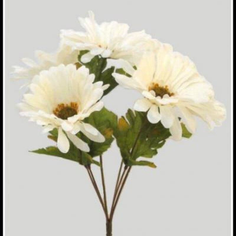 GERBERA DAISY BUSH X 6 WHITE GERBERA DAISY BUSH X 6 WHITE