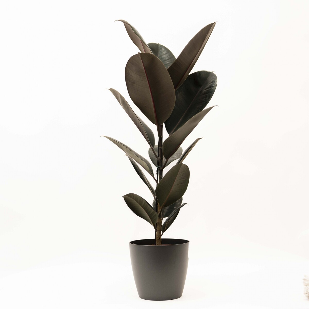 FICUS ELASTICA BURGUNDY EN PORTAMACETA PLASTICO - GRAFITO 