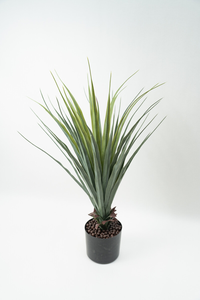 Planta Pitaya - Color Unico 