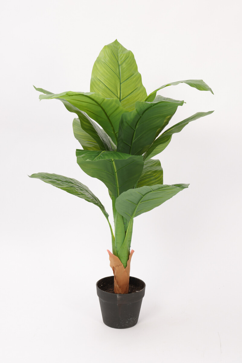 Planta Planta(con Maceta) - Color Unico 