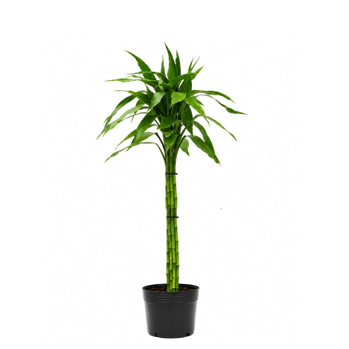 LUCKY BAMBOO XL 