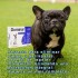 PIPETA ANTIPULGAS Y GARRAPATAS PARA PERROS DOMINAL KONIG DE 5 A 10 KG