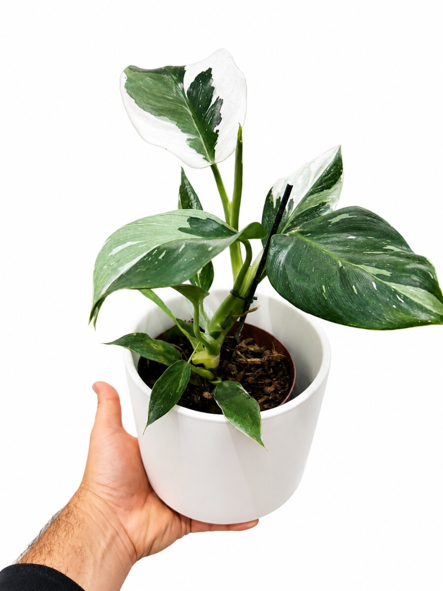 PHILODENDRON WHITE EN MACETA CERAMICA BLANCA
