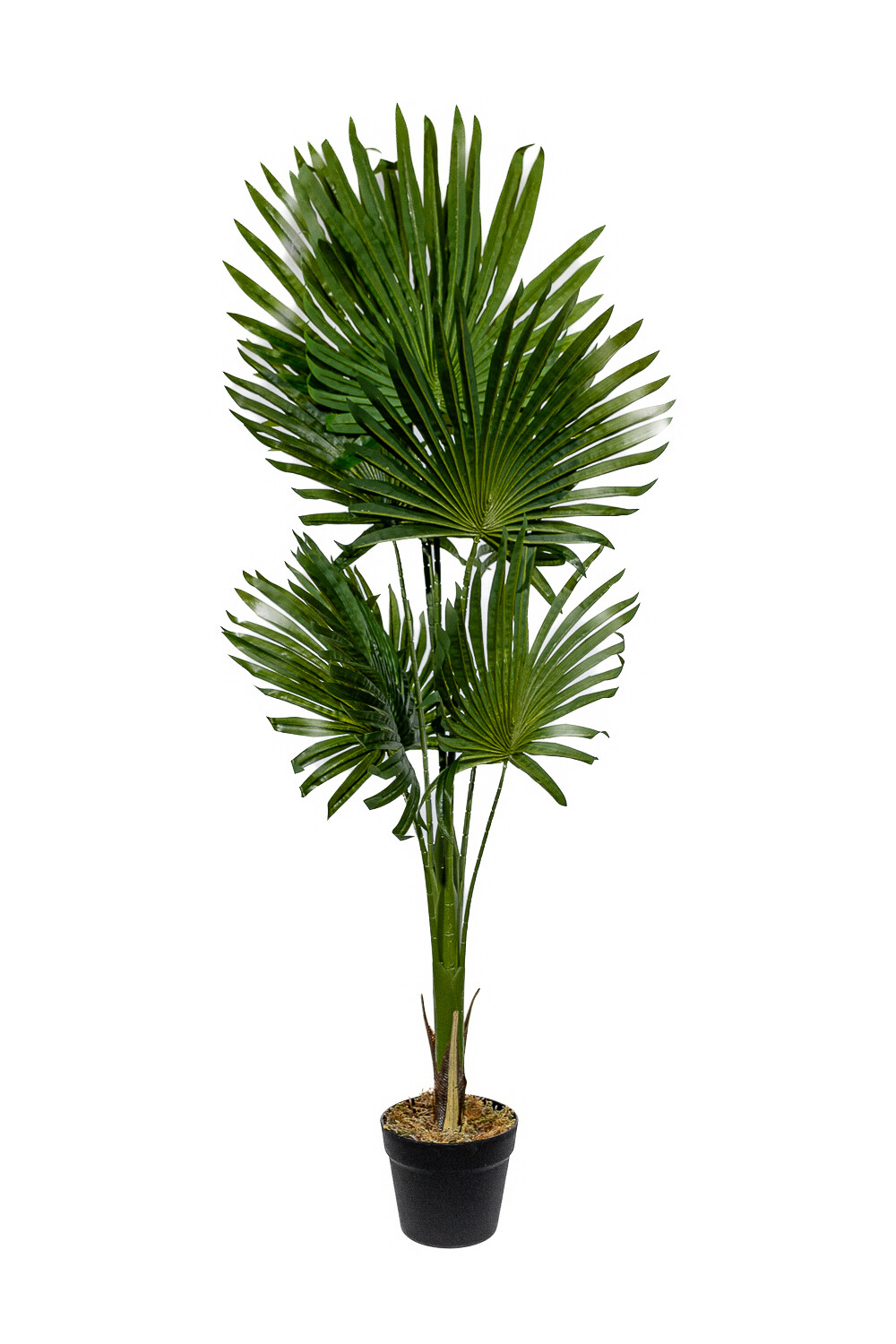 Planta Palmera Livistona 120cm Color Unico