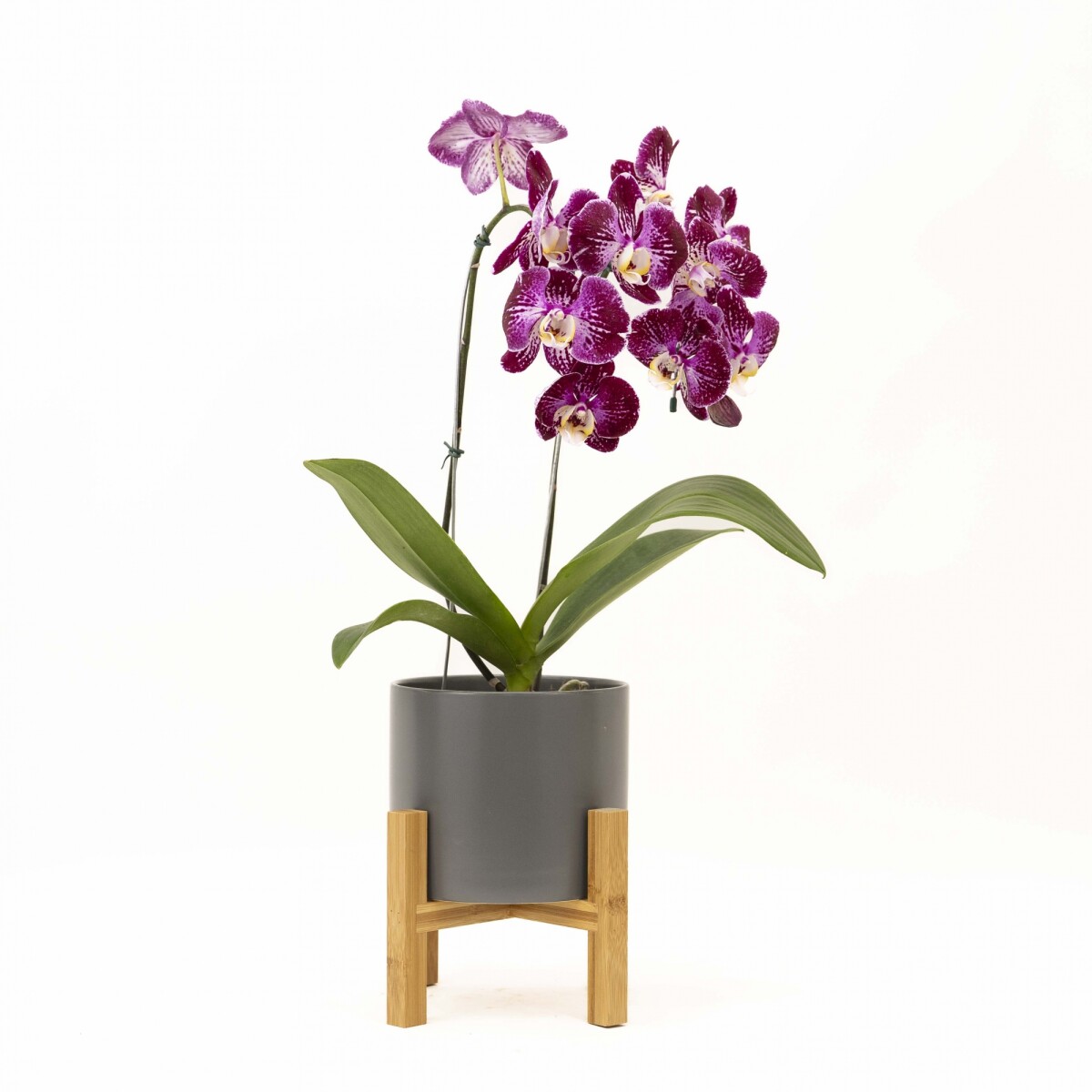 ORQUIDEA CURVA - CON MACETA GRIS OSCURO Y SOPORTE 