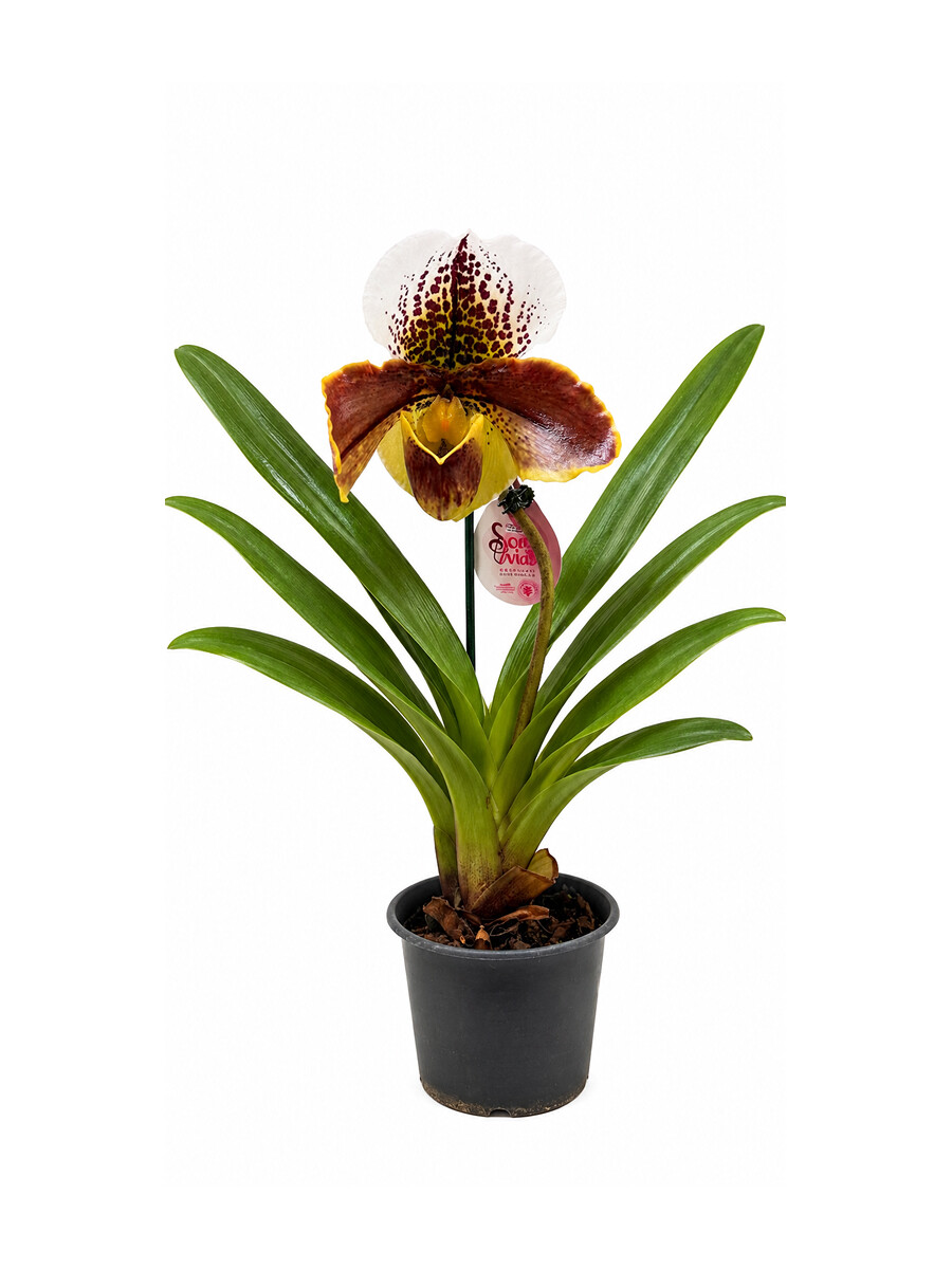 ORQUÍDEA PAPHIOPEDILUM BLANCA