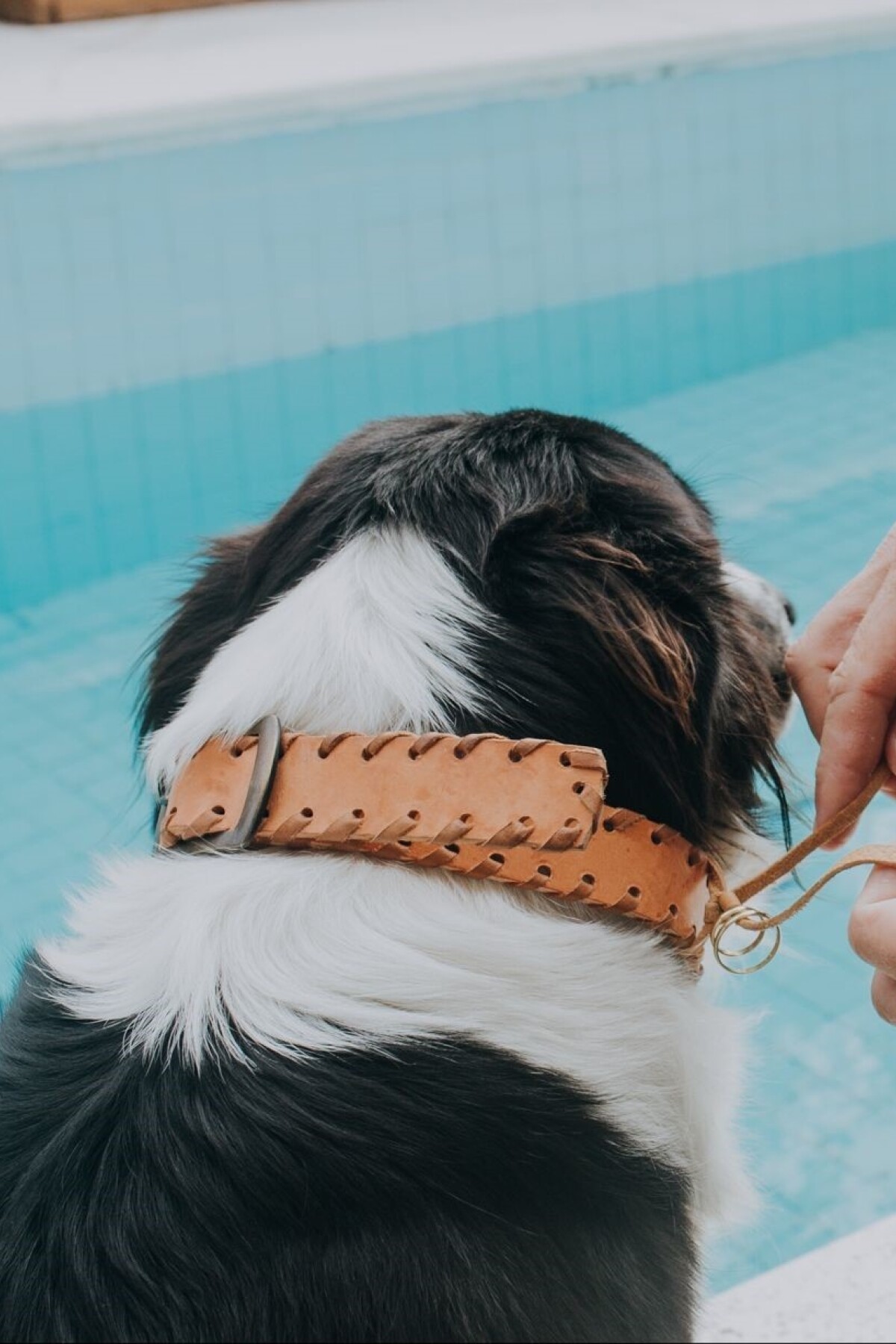 Doggie Necklace Suela