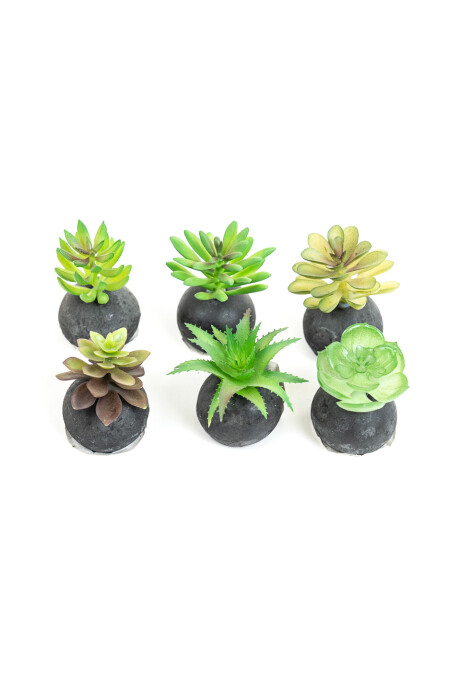 Planta Moa Mini, Mix Color Unico