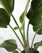 Strelitzia Nicolai M - H: 1.2m