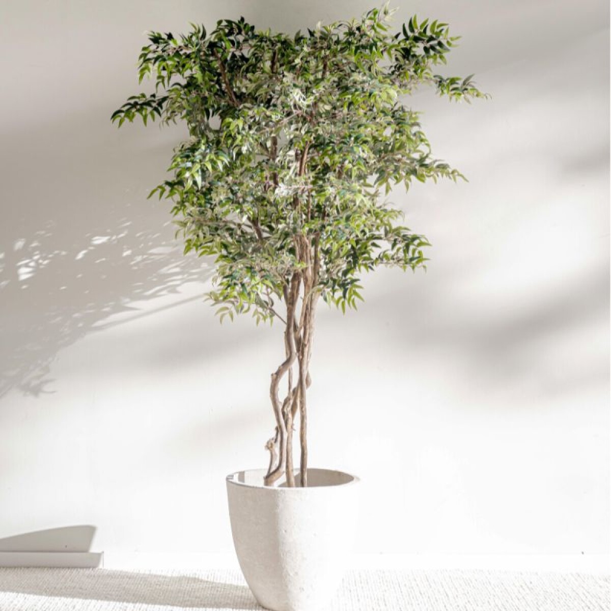 Planta / Rucus 2.00 m 