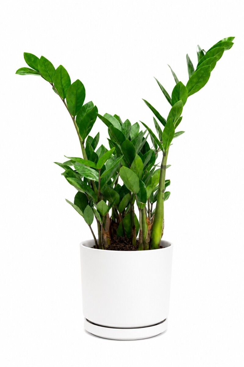 ZAMIOCULCA EN MACETA CERAMICA - BLANCA 