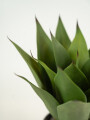 Planta Yucca 35cm Color Unico
