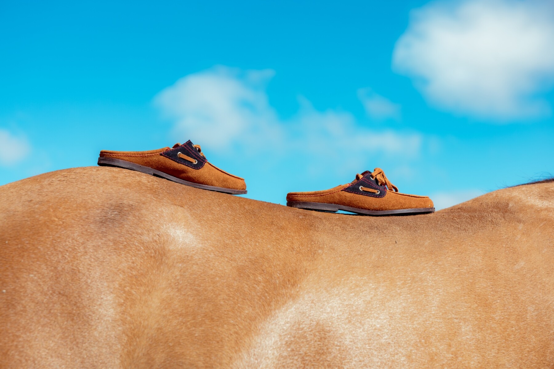 Half Del Corral Shoes - Habano / Azul 