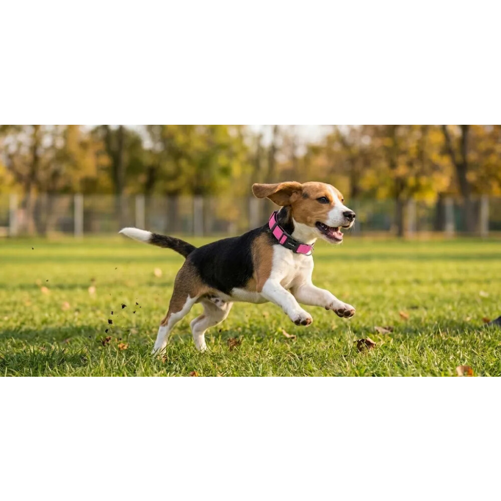 Collar Para Mascotas Talle L Refractario FUCSIA