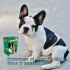 SUPLEMENTO NUTRICIONAL FOODPLEMENT CACHORROS Y HEMBRAS GESTANTES CAJA DE 250 GMS SUPLEMENTO NUTRICIONAL FOODPLEMENT CACHORROS Y HEMBRAS GESTANTES CAJA DE 250 GMS