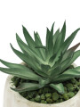 Planta Lavi Color Unico