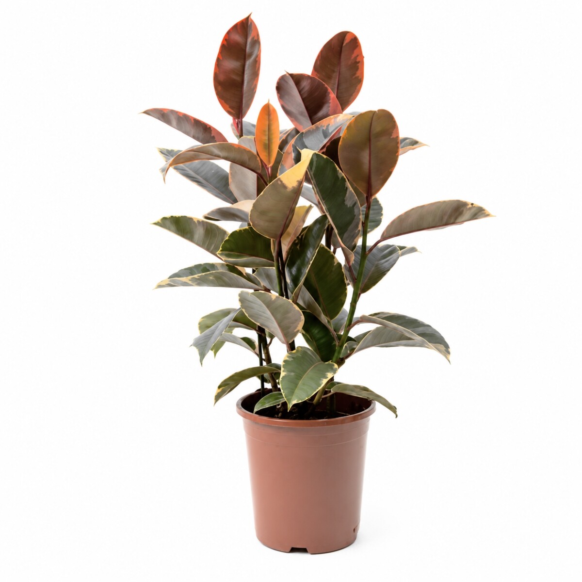FICUS ELASTICA (GOMERO) VARIEGADO ROSADO (RUBY) L VARIAS RAMAS 