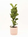 FICUS LYRATA BABY CON MACETA CERAMICA ROSA