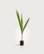 Palmera Pindo - S - H: 1.4m Palmera Pindo - S - H: 1.4m