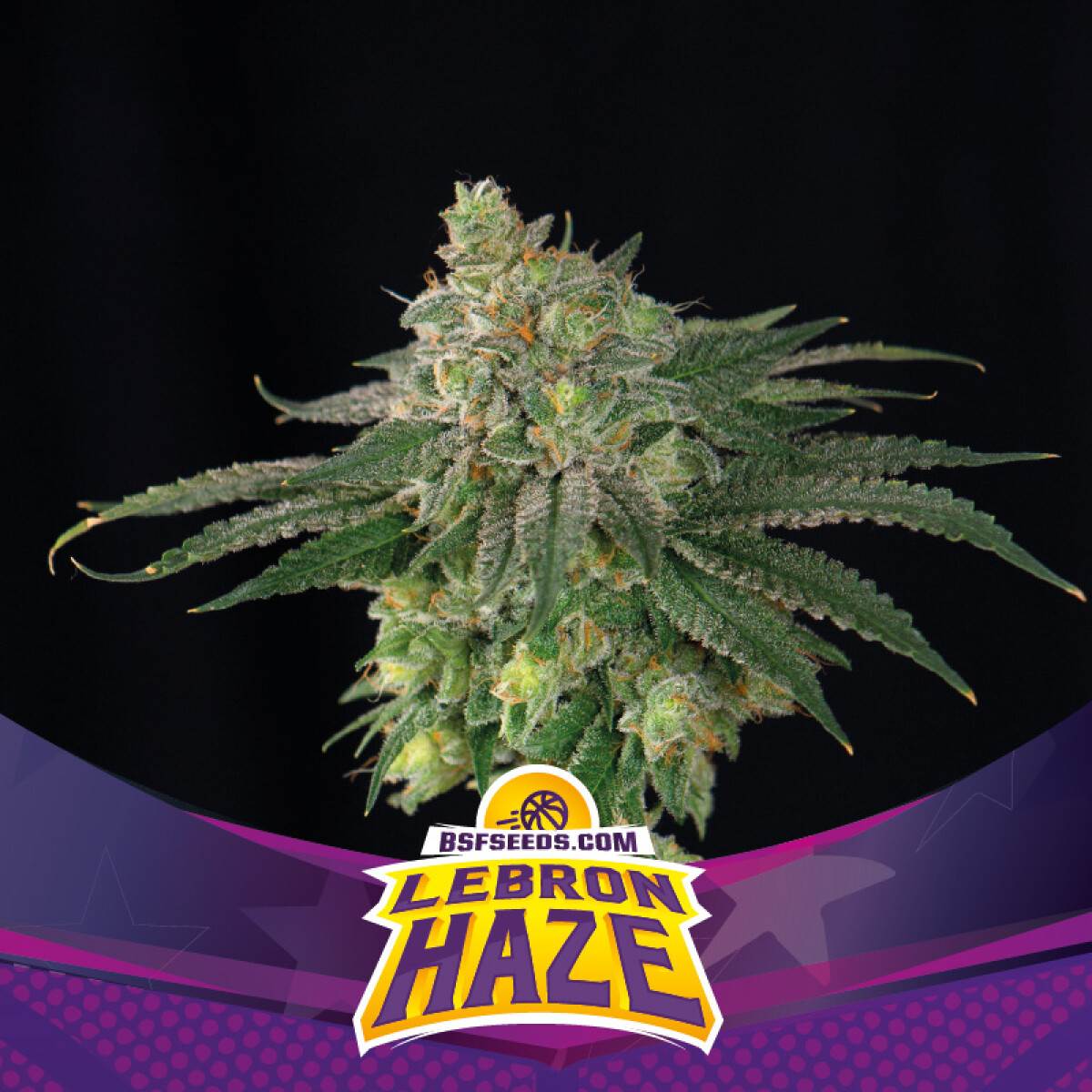 FEM - LEBRON HAZE - X4 UNIDADES 