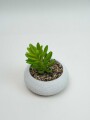 Planta Quovi Estampado 2